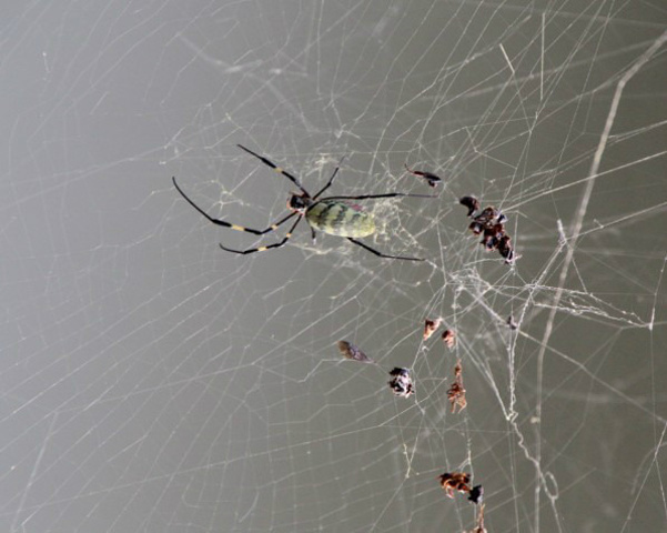 .语言是尼泊尔语和英语,在城市里英语基本可以