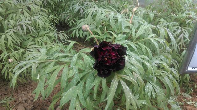 这是黑牡丹.全园只有这一朵快开的,叫黑豹.