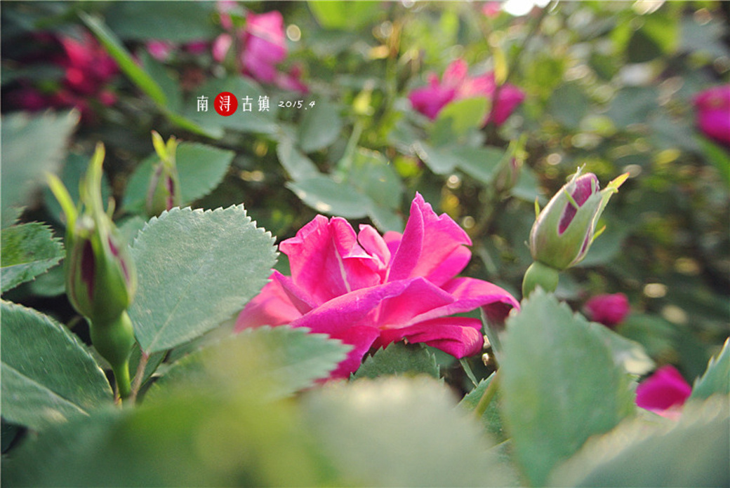 周末轻旅行，南浔古镇自助游详略