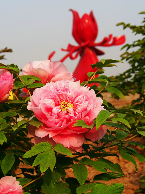 唯有牡丹真国色——菏泽曹州牡丹园游记