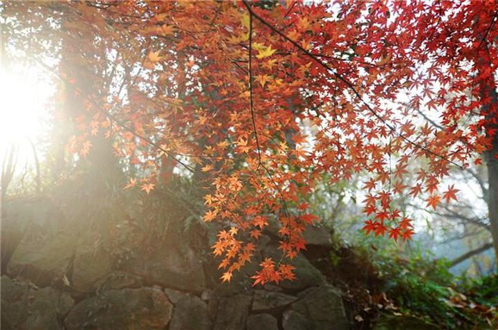 "要上栖霞山要经过栖霞寺，门票在栖霞寺门口买！我们也没什么路线，纯粹是在山上随便找些路走走！票价2元_栖霞山"的评论图片