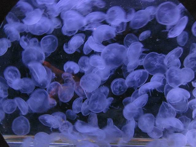 太平洋海底世界