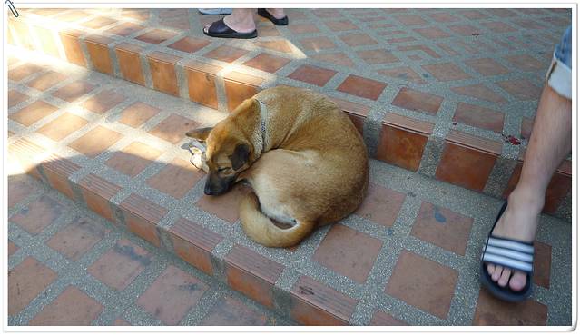 卧在路上休息的小土狗