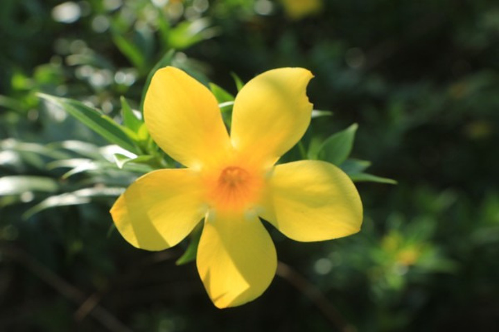 2017梦幻谷最经典的项目就叫踏瀑戏水_呀诺