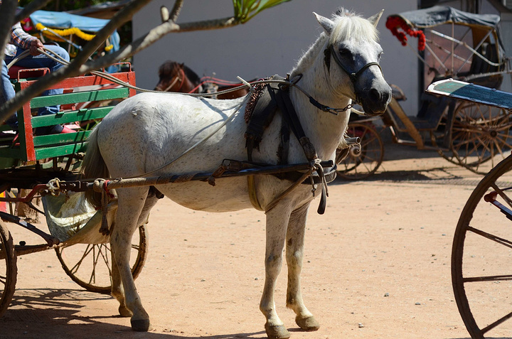 传说中的骡子,拿出来溜溜.