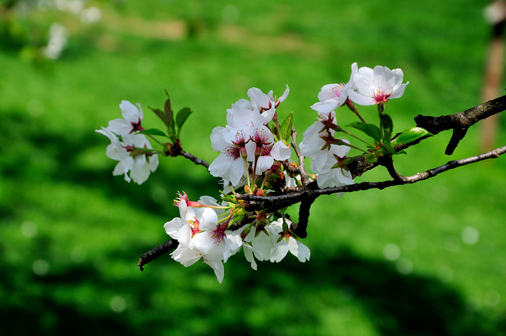 真是赏樱好时节,其实上海的很多地方也栽种有樱花,不少已经超过5年