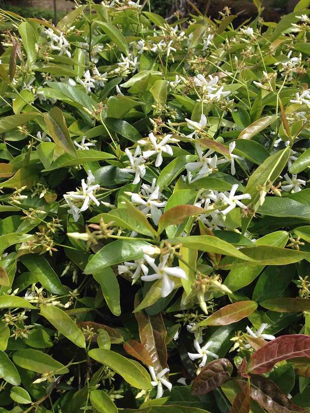 罗里石蜜桔生态园