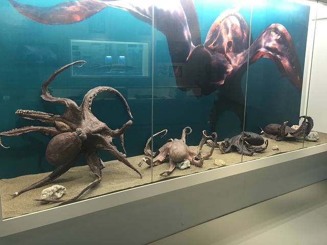 大连贝壳博物馆