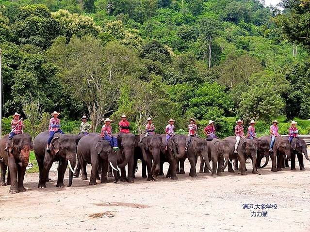 清道大象训练中心