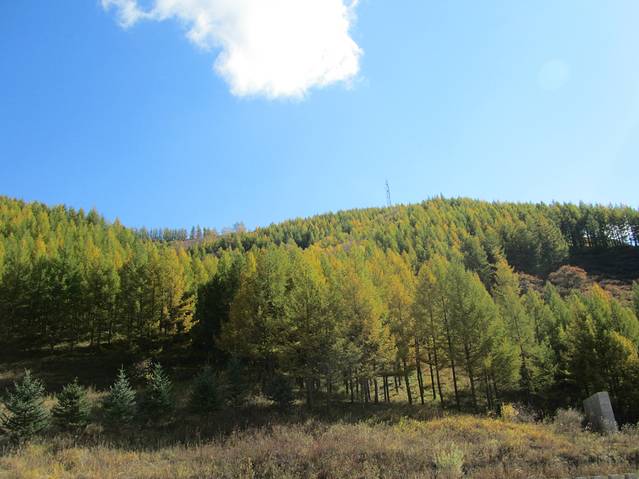 河北省塞罕坝机械林场总场大唤起林场