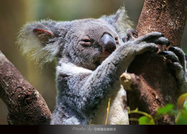 Kuranda Rainforest Tours