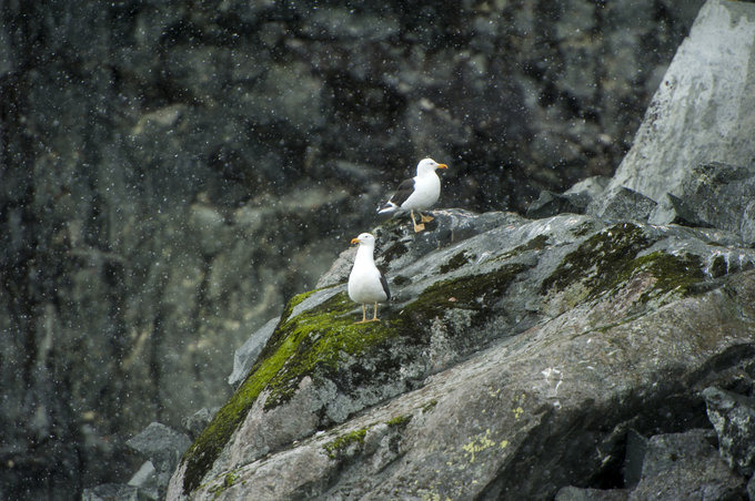 Danco岛图片 Danco岛图片