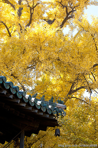 "大觉寺，又称大觉禅寺，西山大觉寺，是位于北京西郊阳台山（旸台山）南麓的一座千年古刹，以清泉、古..._大觉寺"的评论图片