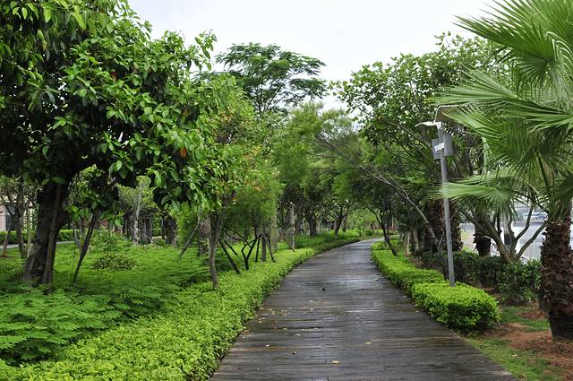 五缘湾湿地公园