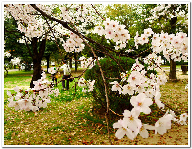 是为纪念二战后期的1945年8月6日广岛遭原子