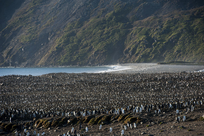 圣安德鲁斯海湾图片 圣安德鲁斯海湾图片