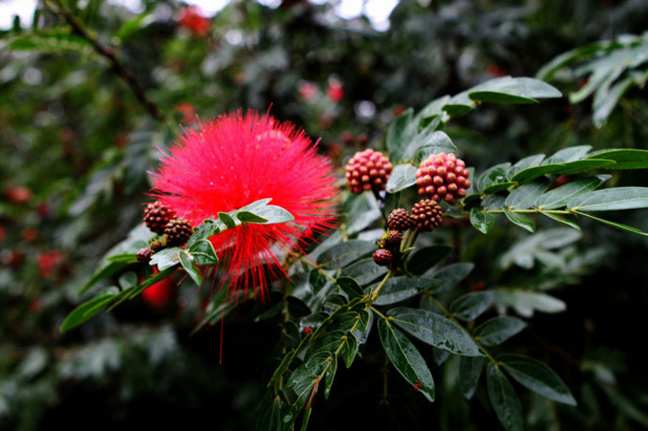 这个美丽的红花叫朱缨花