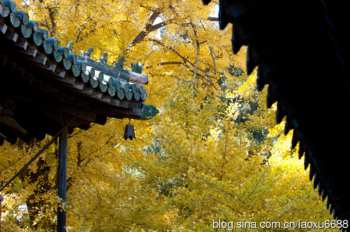 "大觉寺，又称大觉禅寺，西山大觉寺，是位于北京西郊阳台山（旸台山）南麓的一座千年古刹，以清泉、古..._大觉寺"的评论图片