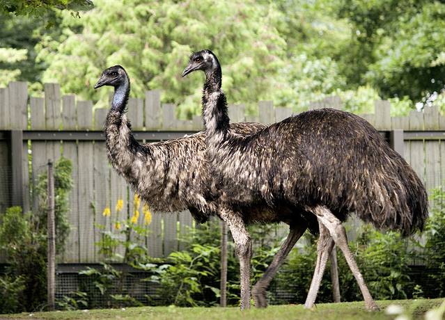 赫尔辛基动物园