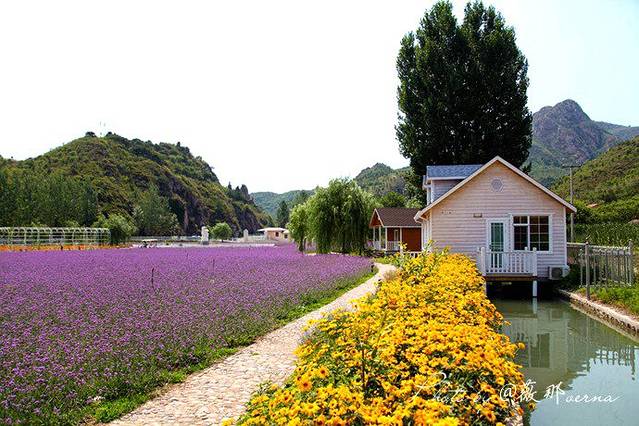 密云人间花海薰衣草庄园