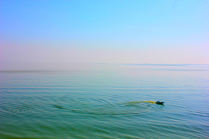 呼伦湖介绍:门票:20元.湖里是绿色的湖水还有波光粼粼的湖面