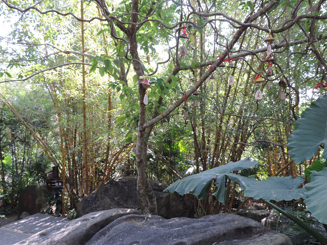2017呀诺达雨林景区位于海南省保亭黎族苗族