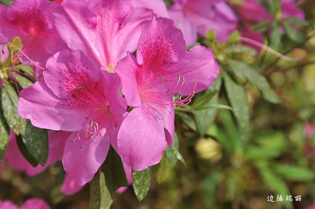 莫里热带雨林景区