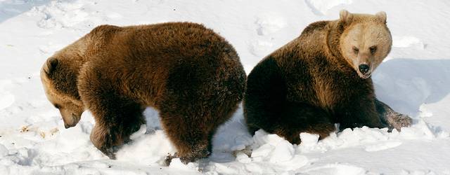 赫尔辛基动物园