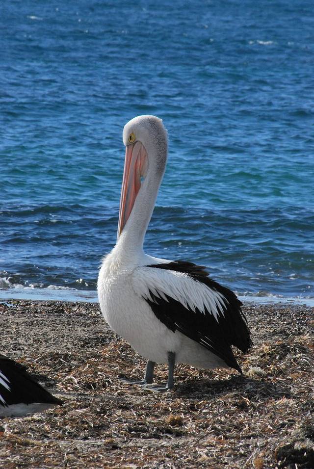 鸸鹋湾薰衣草花田