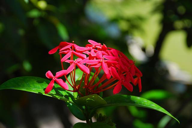 天堂之影--记马尔代夫尼卡岛之行