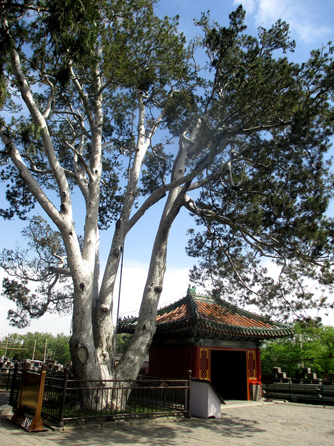 造型白皮松,白皮松造型树图片大全,白皮松造型树(第7页)_大山谷图库