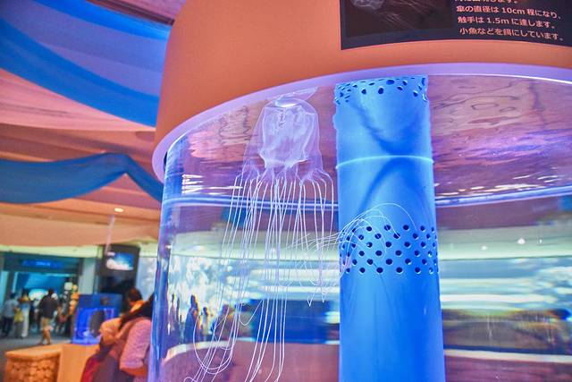 冲绳美丽海水族馆