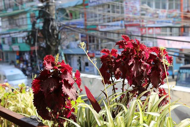 New Everest Steak House