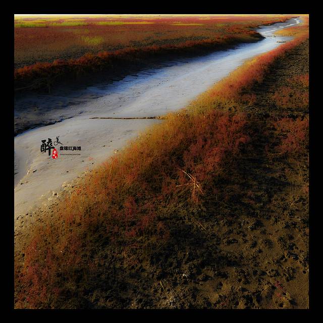 双台河口自然保护区