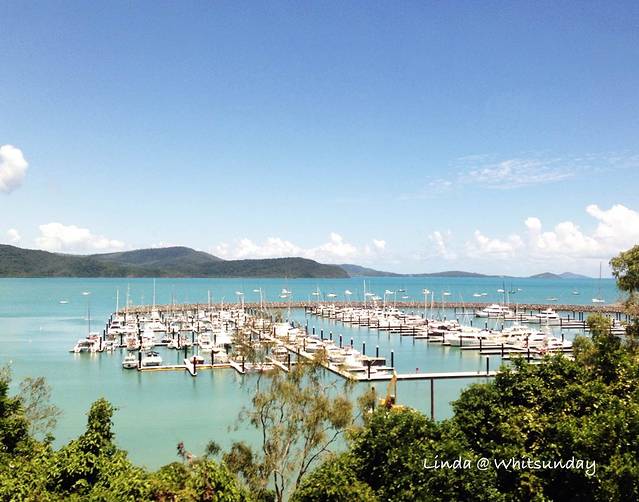 穿越澳洲~悠闲的时光,慵懒的考拉