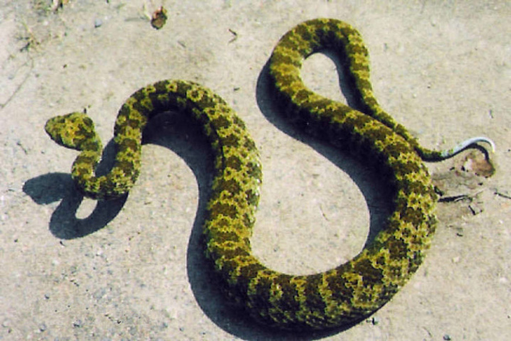 仅知分布于中国湖南省宜章县境内莽山自然保护区几千公顷的狭小范围内