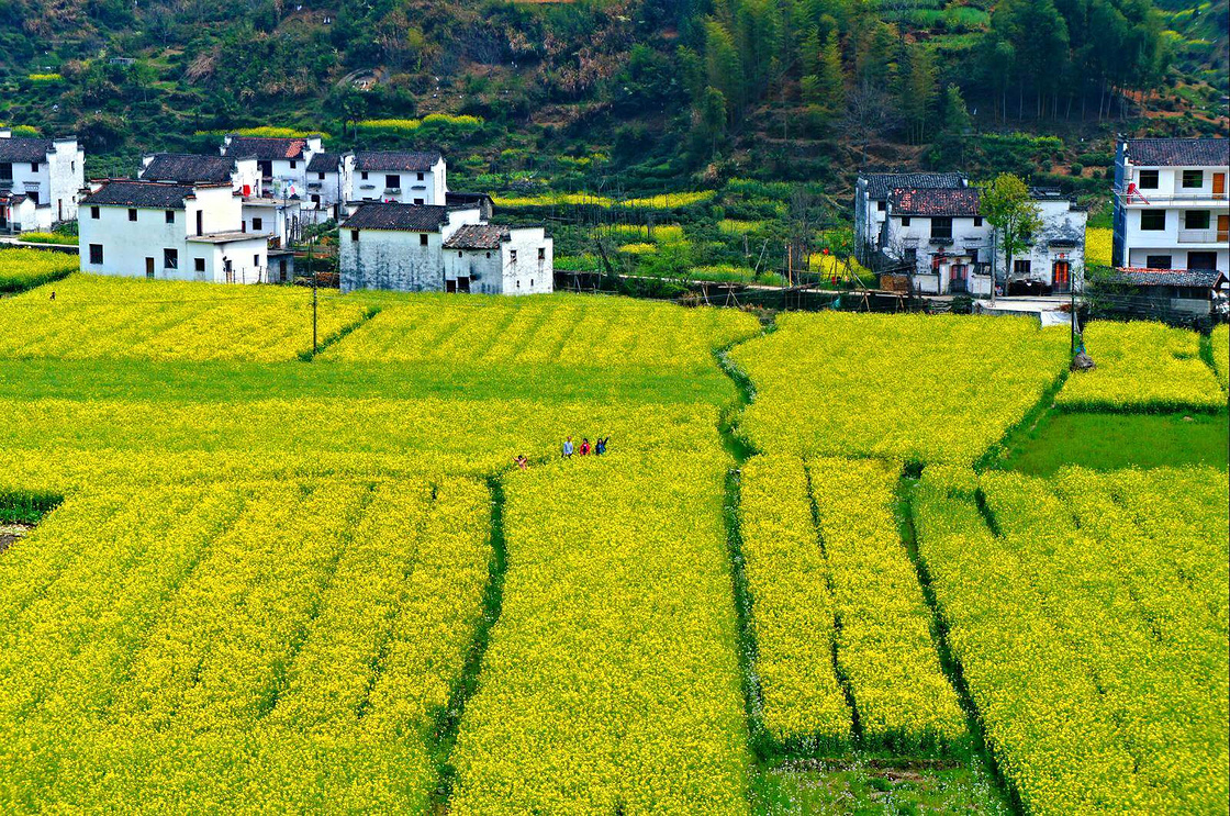金黄色花海—婺源之行