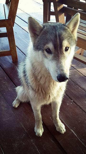 吃早餐的时候酒店里面有只大狗狗一直在桌子旁边看着你,等待投食的