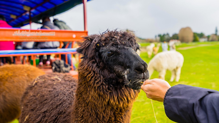 2017是新西兰面积最大的观光牧场_爱歌顿牧场