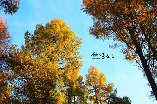 松江河森林公园