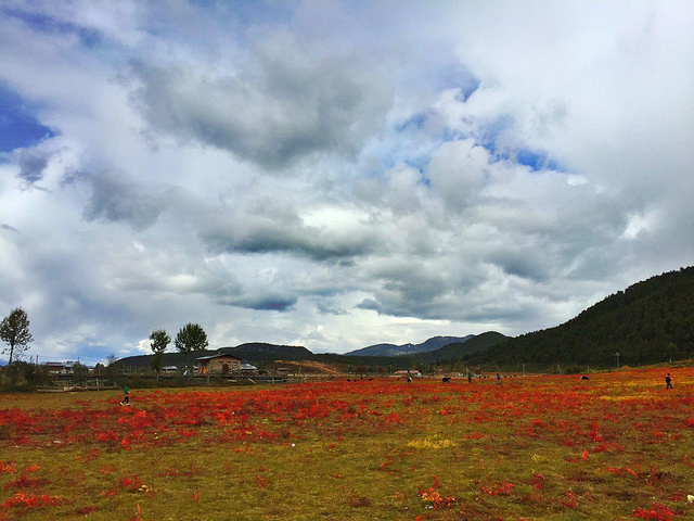 2017秋日的山间美景。牧场,马,只能说,一切都太
