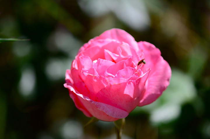 第二天的环湖才是重头戏早上的日出那是有多么唯美只有你去了才能体会