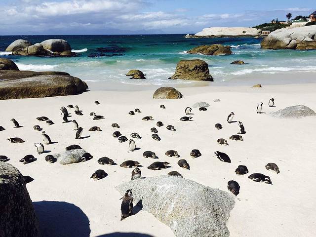 企鹅海滩