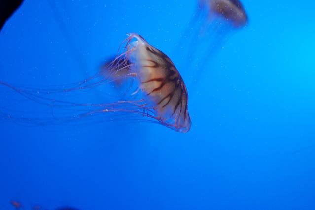 烟台海昌鲸鲨海洋公园