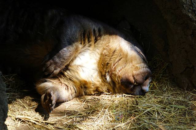 汉密尔顿岛野生动物园