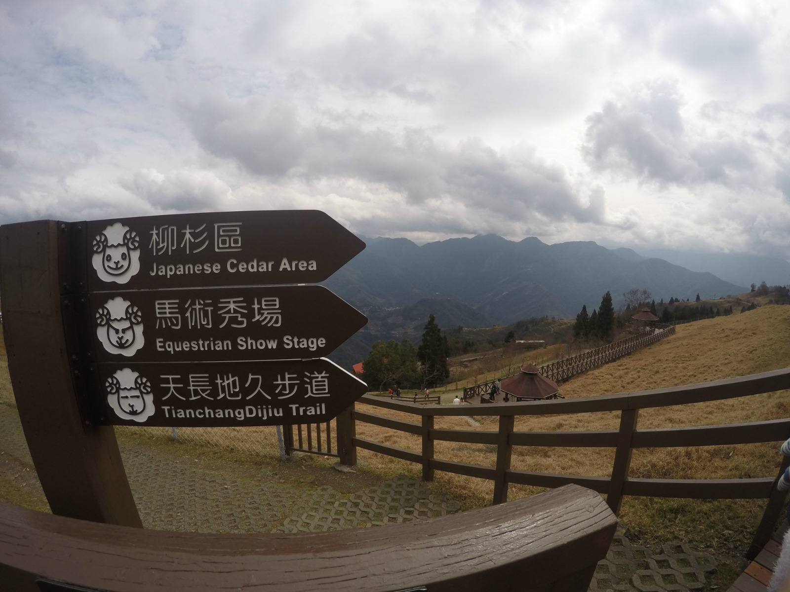 21清境农场游玩攻略 清境农场里的樱花步道 柳杉 去哪儿攻略