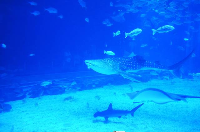 烟台海昌鲸鲨海洋公园