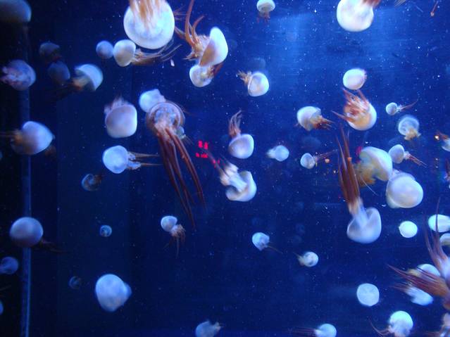 太平洋海底世界