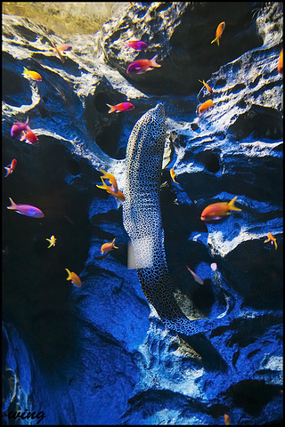 每次各种叫不出名字的海鱼结群从玻璃前游过时,前面的游人都会举起