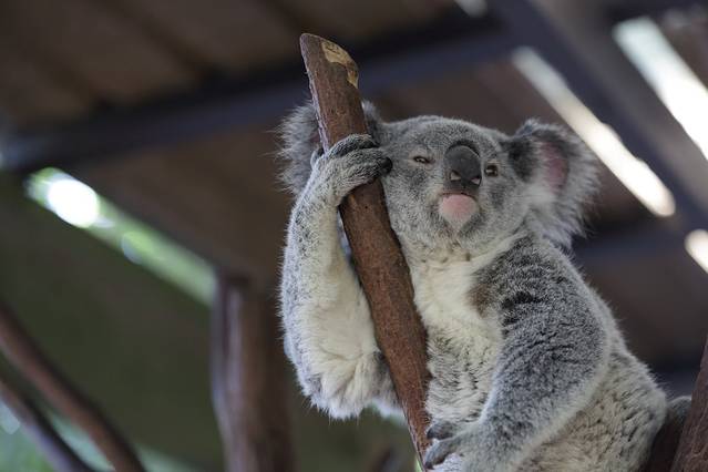 龙柏考拉保护区